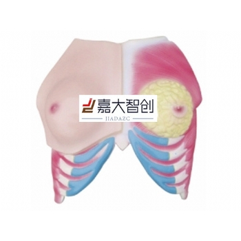 乳房解剖模型（未授过乳）