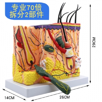 皮肤放大模型